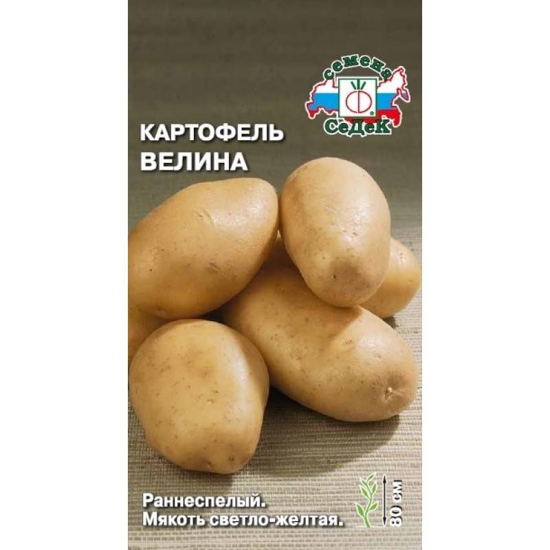 Описание картофеля лидер: характеристика сорта, отзывы, вкусовые качества