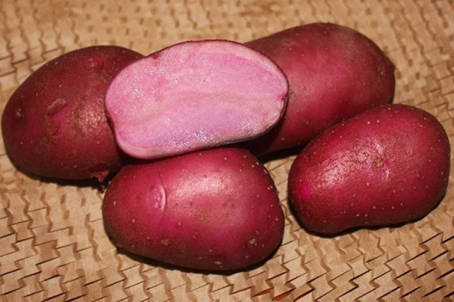 Картошка сорта "иван да марья" - характеристики и отзывы