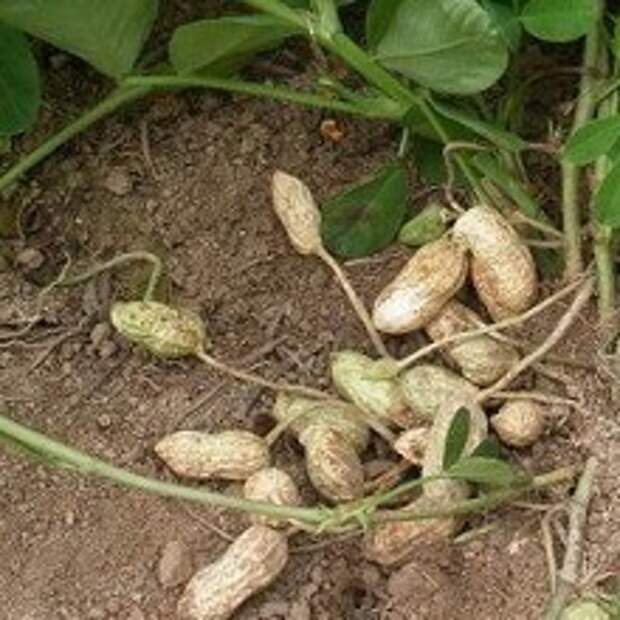 Выращивание арахиса (земляного ореха) в средней полосе