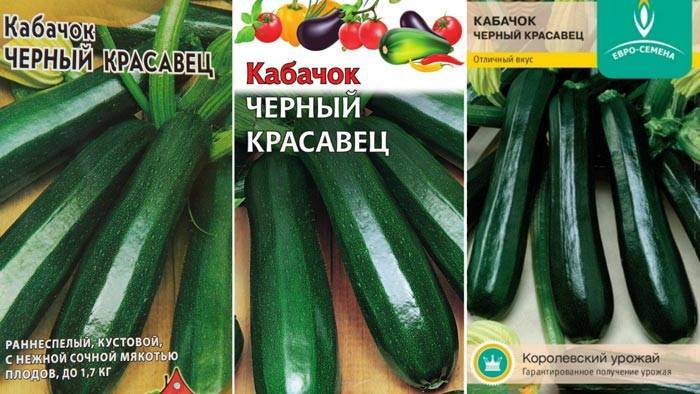 Кабачок черный красавец описание сорта фото