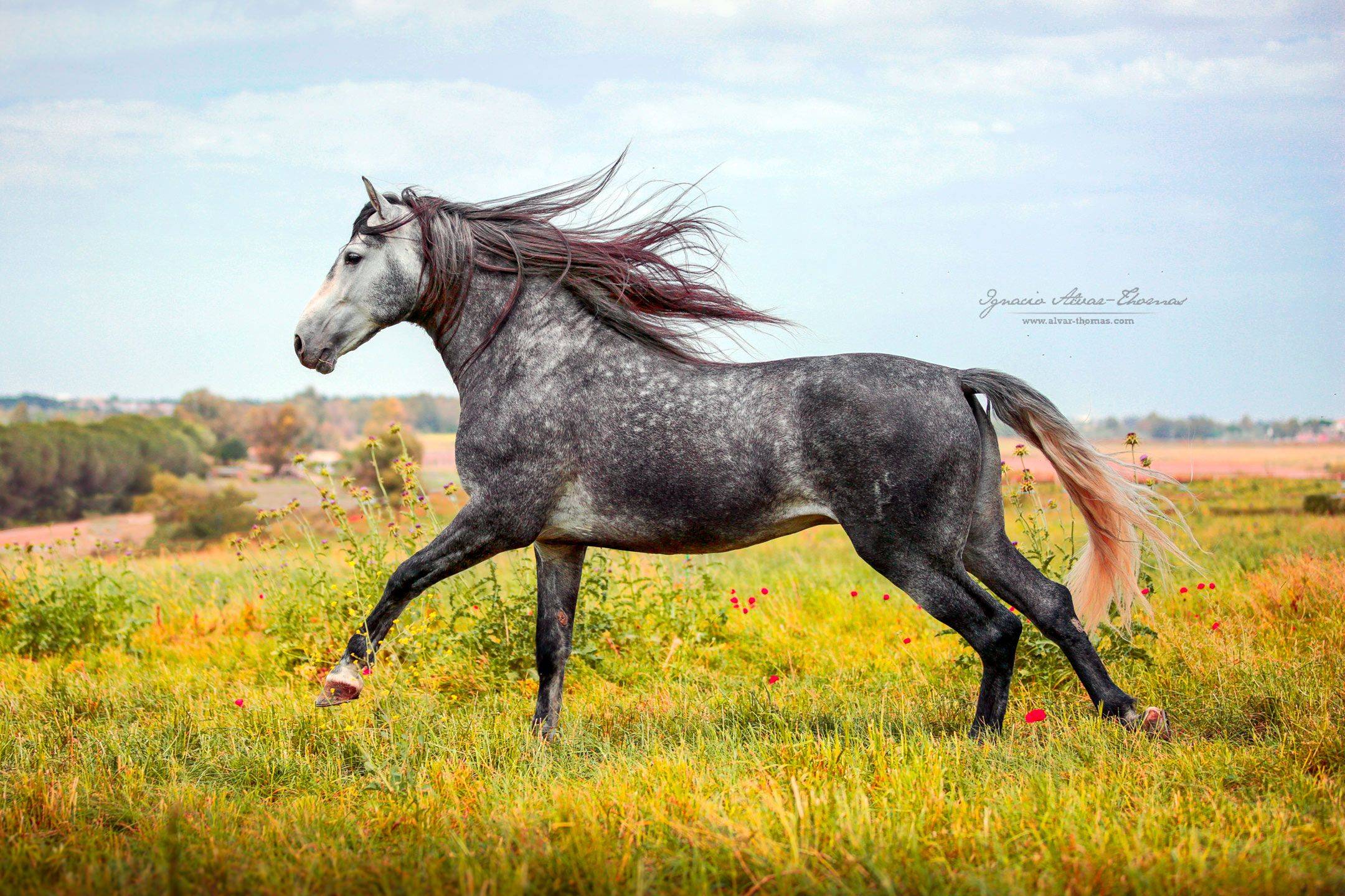 Андалузская лошадь - описание породы, происхождение
