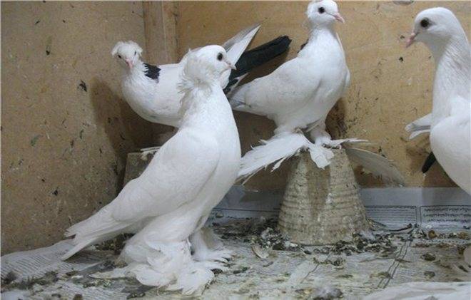 Иранские бойные голуби: фото и описание иранцев, виды и уход