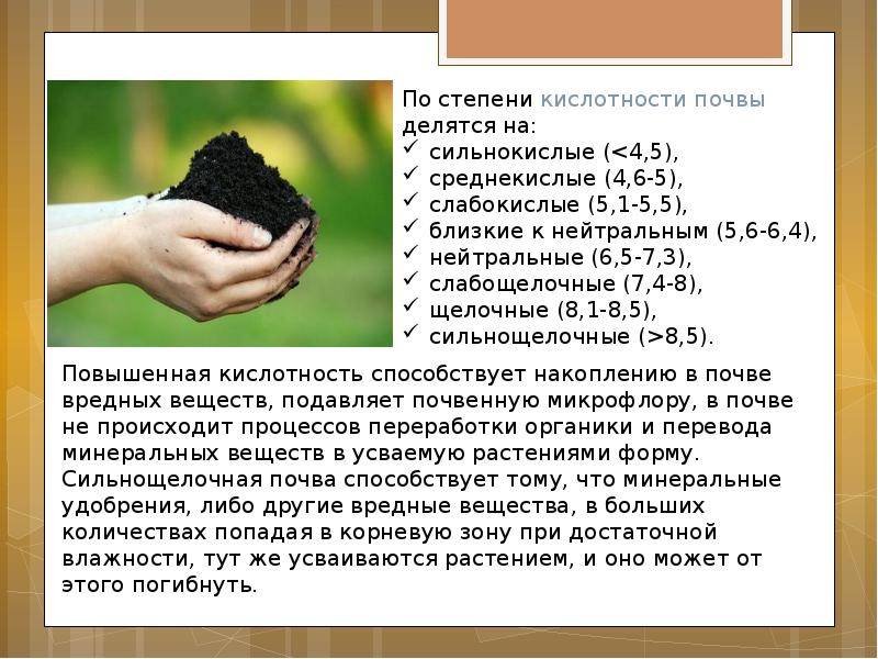 Как раскислить почву на огороде: 5 проверенных способов