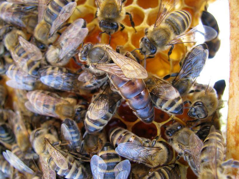 Пчёлы карника и карпатка: какую породу выбрать, характеристика, особенности видов