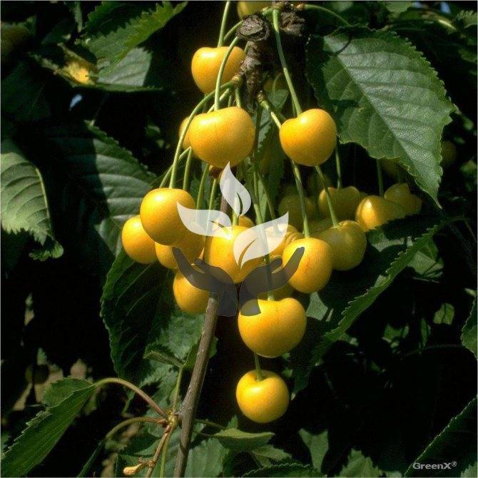 Описание и характеристики черешни сорта россошанская золотая, выращивание