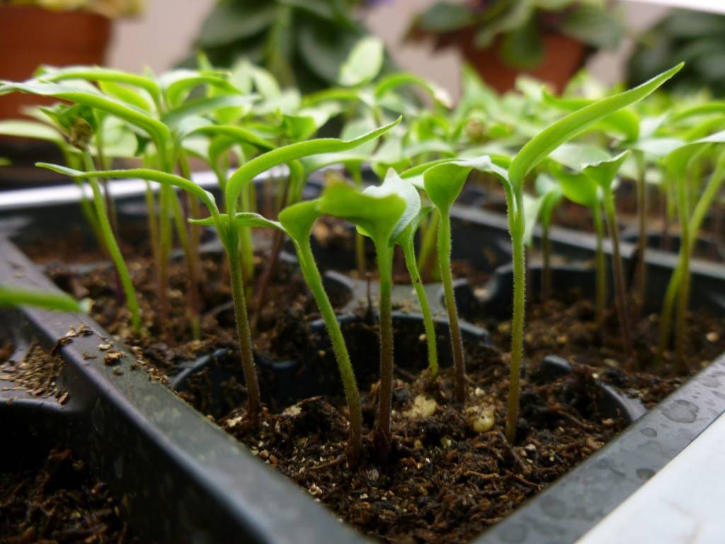 Посадка перца на рассаду 2021: как и когда сажать семена перца, сроки и способы - почва.нет