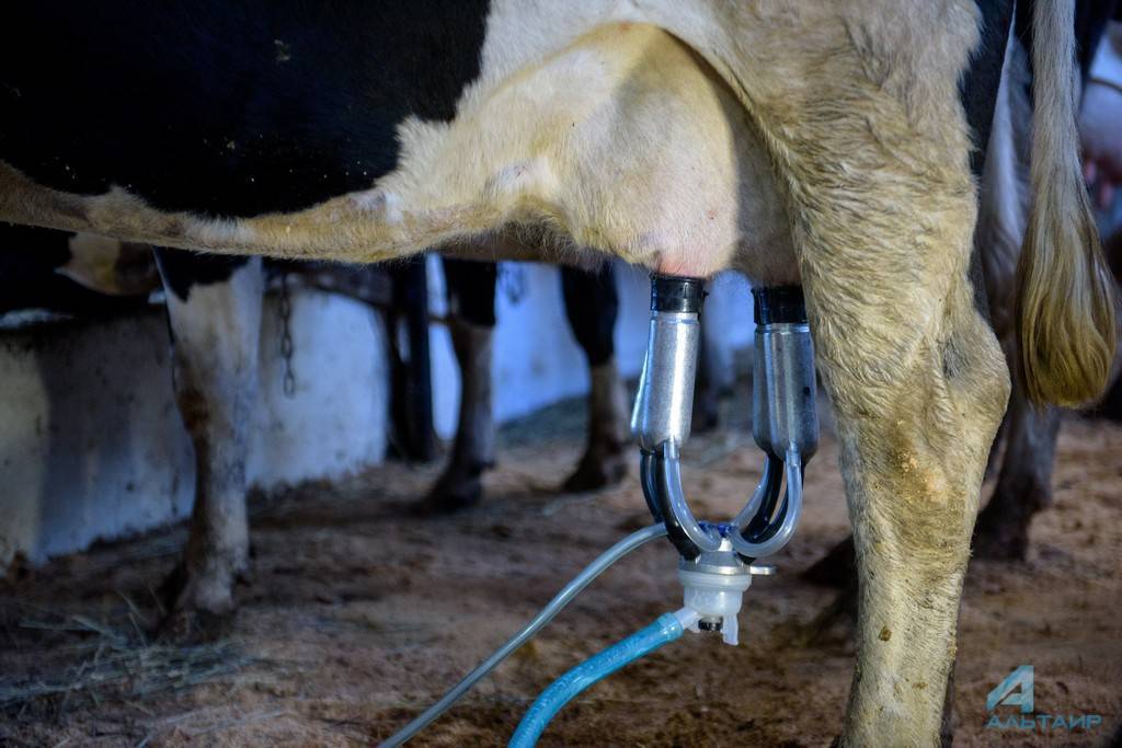 Как приучить корову к доильному аппарату (из опыта!)
