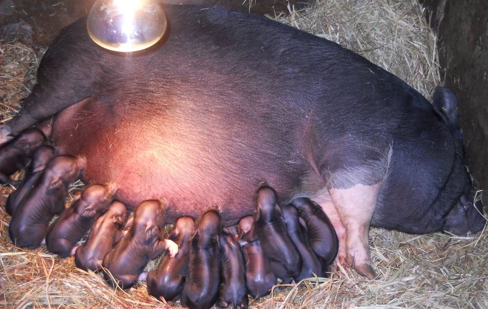 Опрос свиней: сколько длится беременность, особенности вынашивания поросят