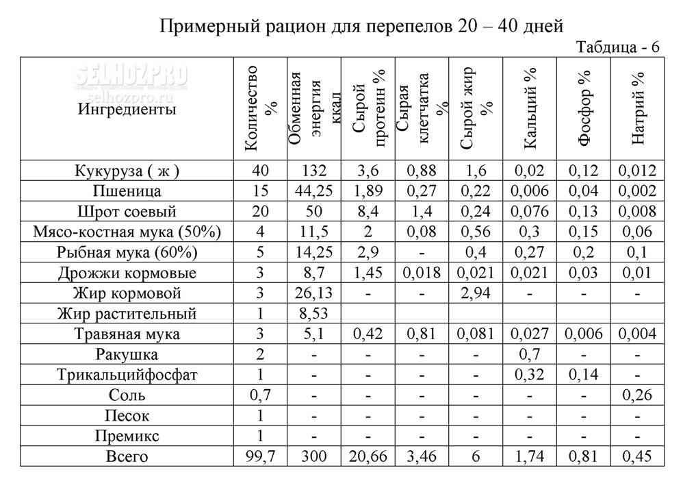 Чем можно кормить перепелок в домашних условиях: что едят и какую траву давать