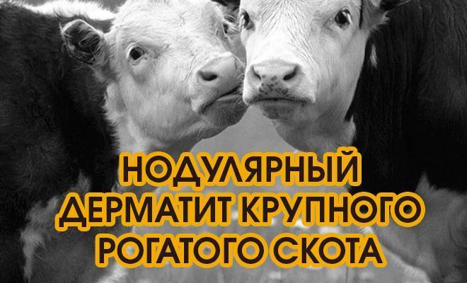 Нодулярный дерматит крупного рогатого скота: диагностика, лечение
