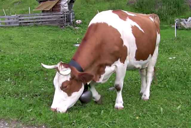 Атония преджелудков у коровы: причины, симптомы и лечение заболевания