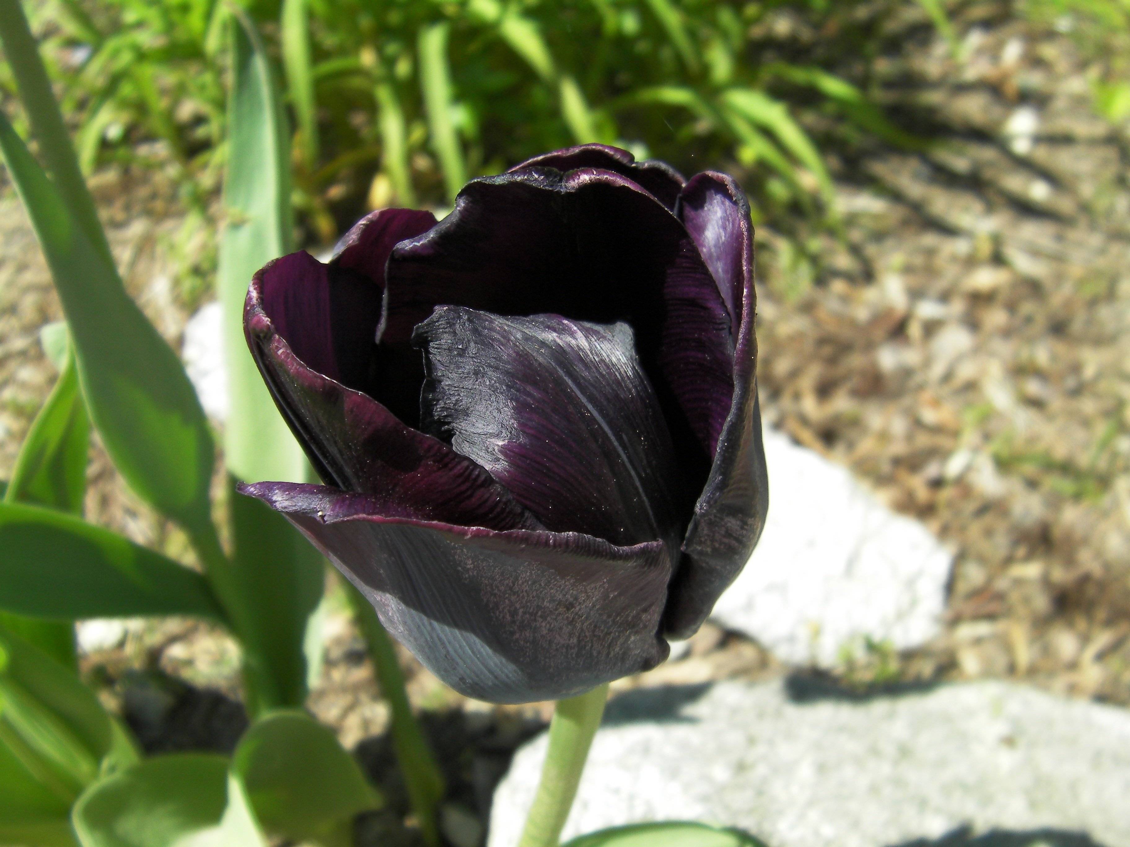 В черном тюльпане в стакане