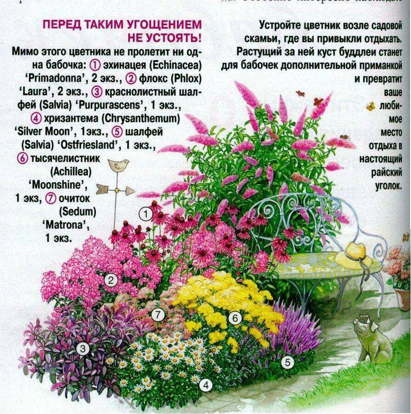 Простые схемы с фото миксбордеров из многолетников
