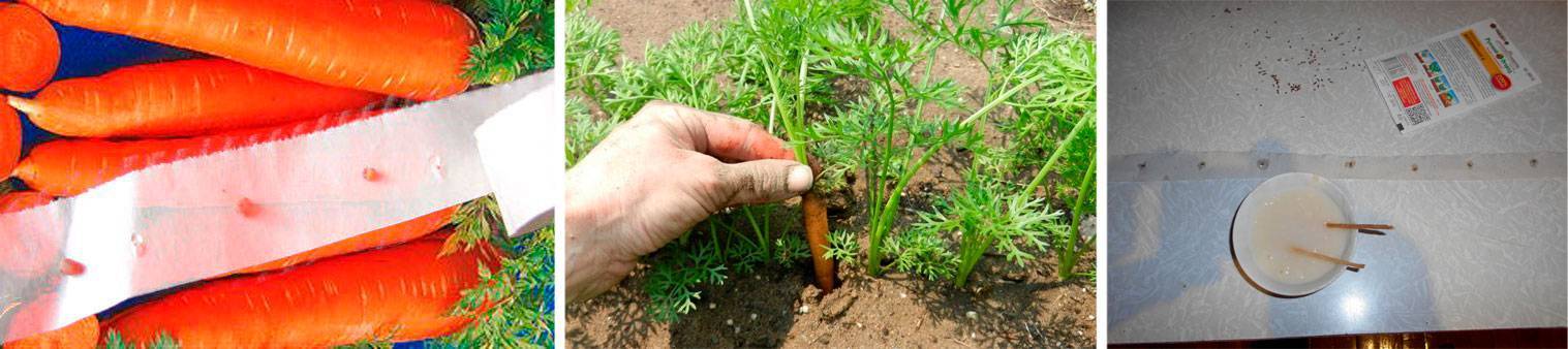 Как правильно прореживать морковь
