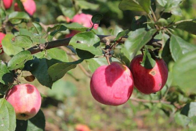 Сорт яблони осенняя радость - мыдачники