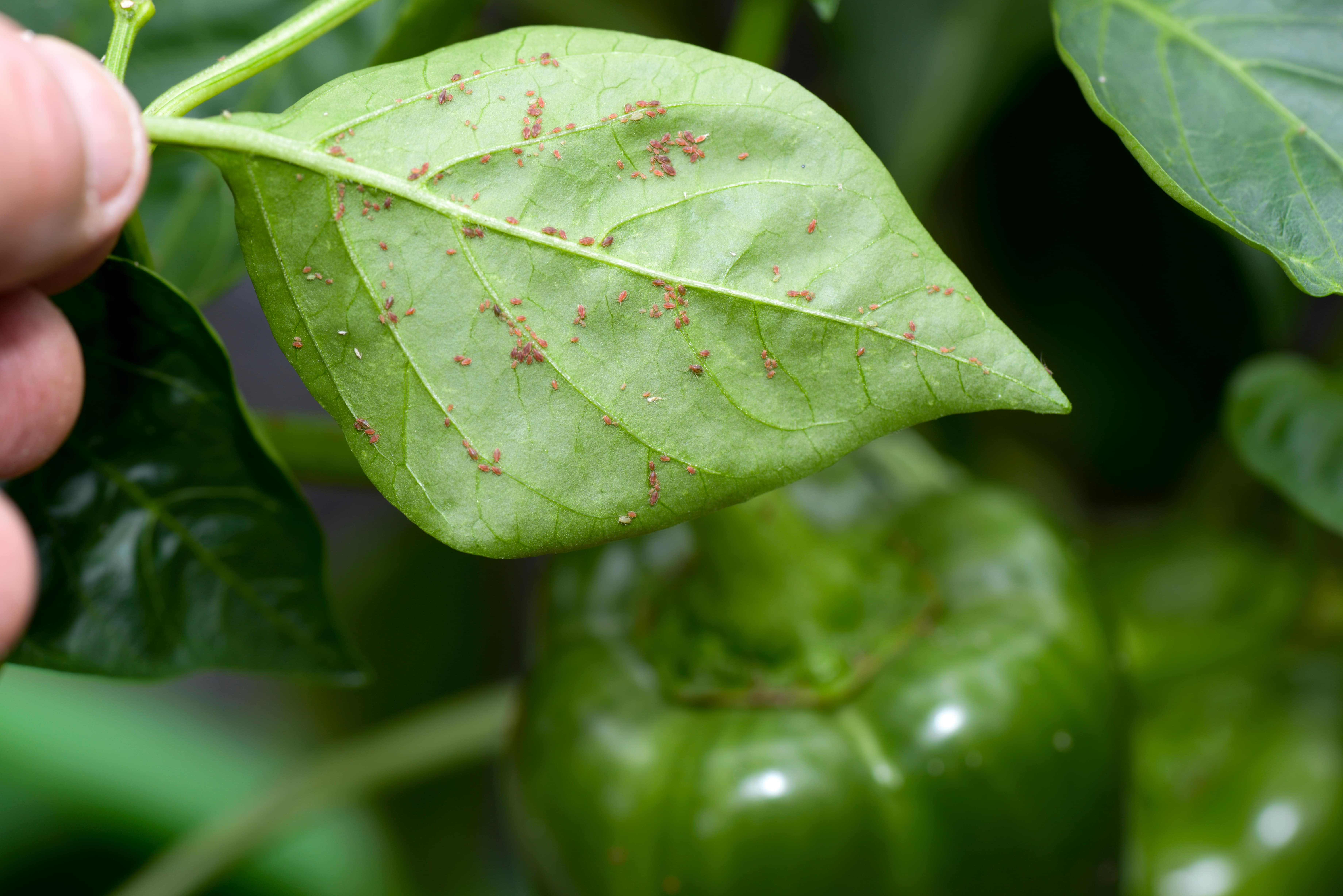 Болезни рассады перца с описанием и фото: лечение и борьба с ними, заболевания листьев сладкого перца