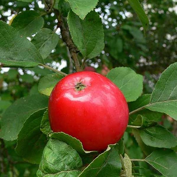Яблоня декоративная малиновка описание сорта фото