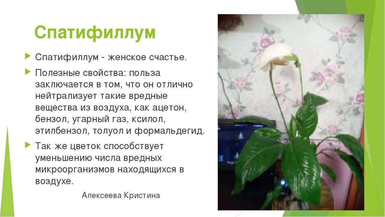Цветы "женское счастье": описание, уход в домашних условиях, полив, пересадка - sadovnikam.ru
