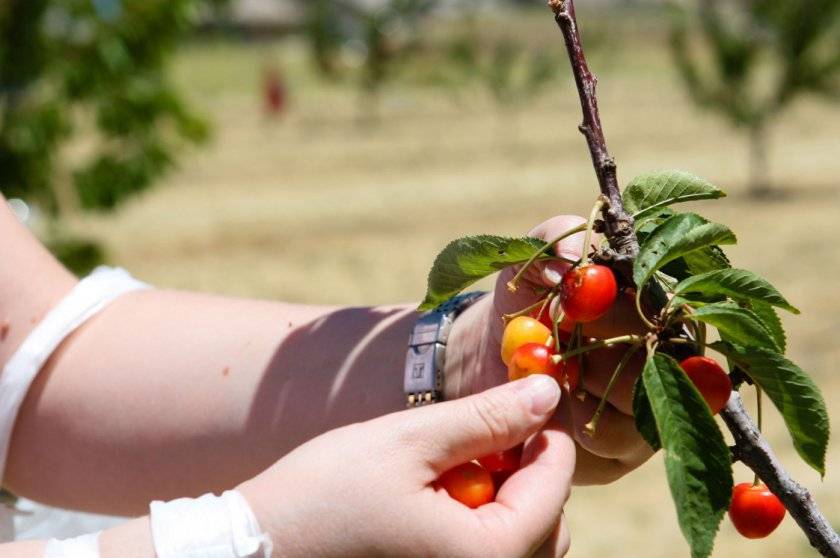 Подкормка вишни и черешни осенью (после плодоношения и сбора урожая): подходящие осенние удобрения