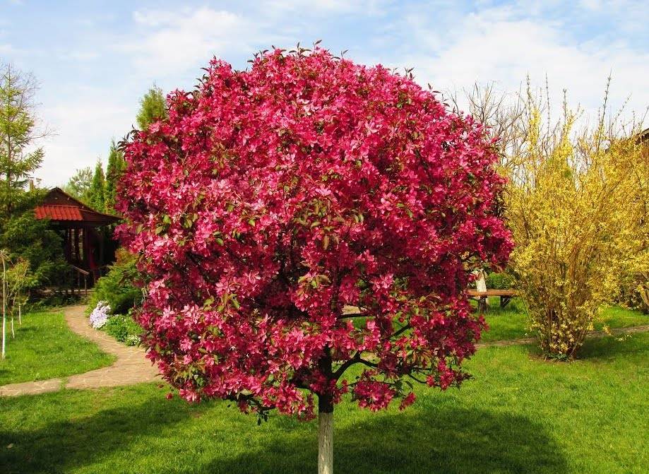 Декоративная яблоня с красными цветами в саду: сорта и уход за деревом