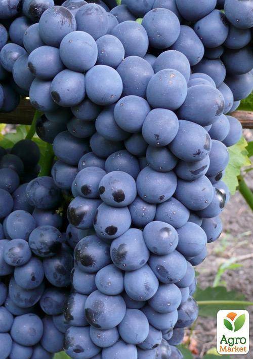 Виноград шахтер: описание сорта, фото, отзывы