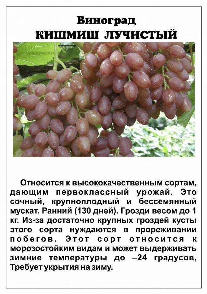 Кишмиш лучистый фото и описание