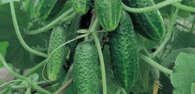 Огурец салинас f1: описание сорта, отзывы, фото, урожайность