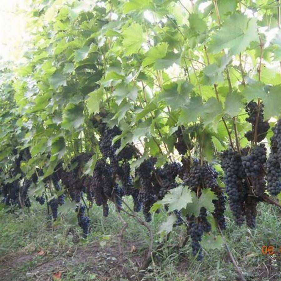 Сорта черного винограда – топ-39 сортов: названия с фото