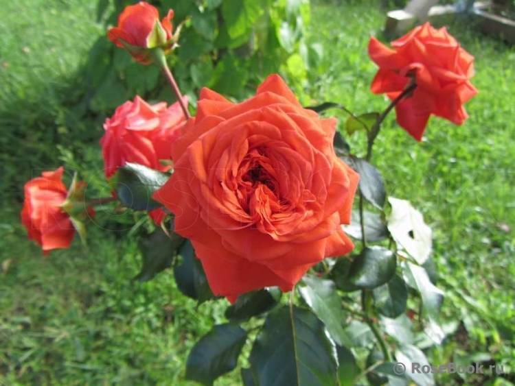 Роза салита (salita): фото, отзывы, описание, характеристики.