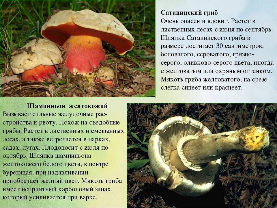 Сатанинский гриб - фото и описание, ядовитый или съедобный, где растет, как выглядит, факты