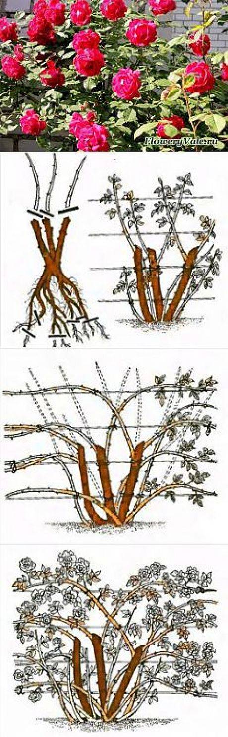 Схема посадки плетистых роз