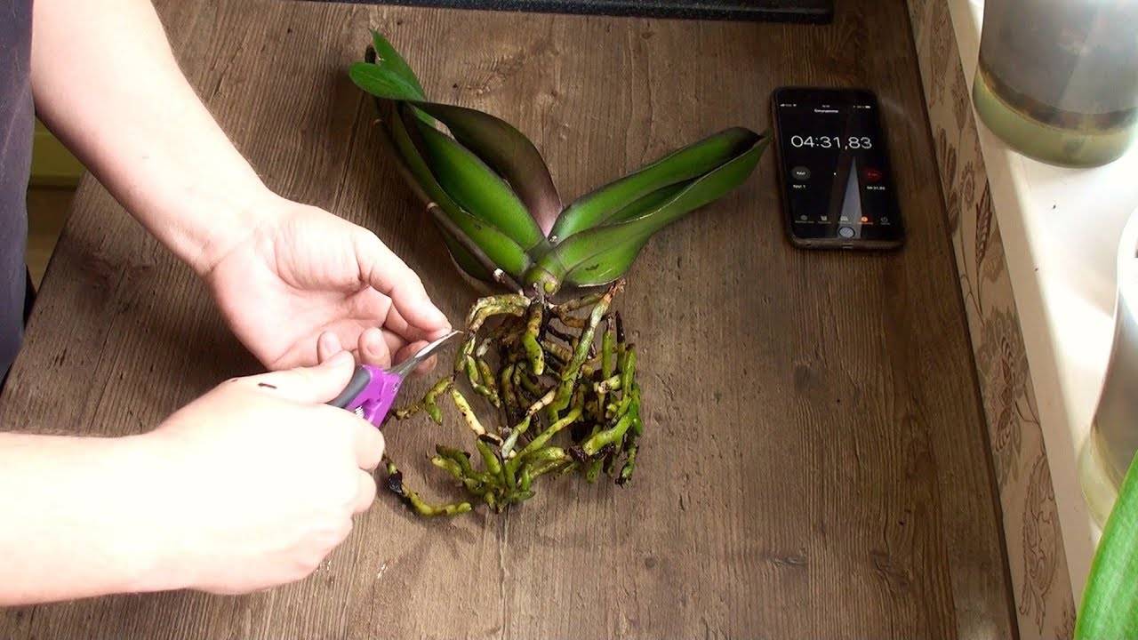 Орхидея в керамзите: плюсы и минусы посадки. какой керамзит использовать; уход и полив в домашних условиях.