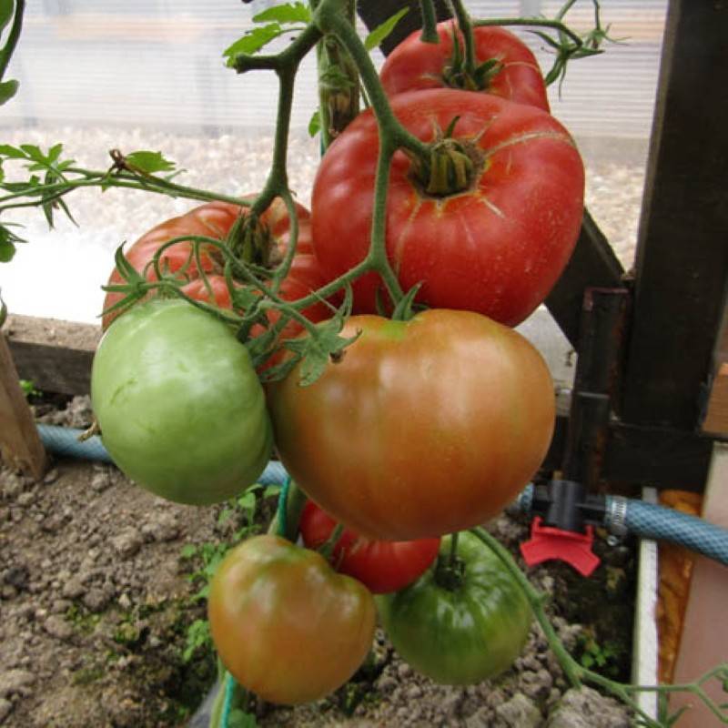 Томат король крупных: характеристика и описание сорта, фото, урожайность помидора, отзывы