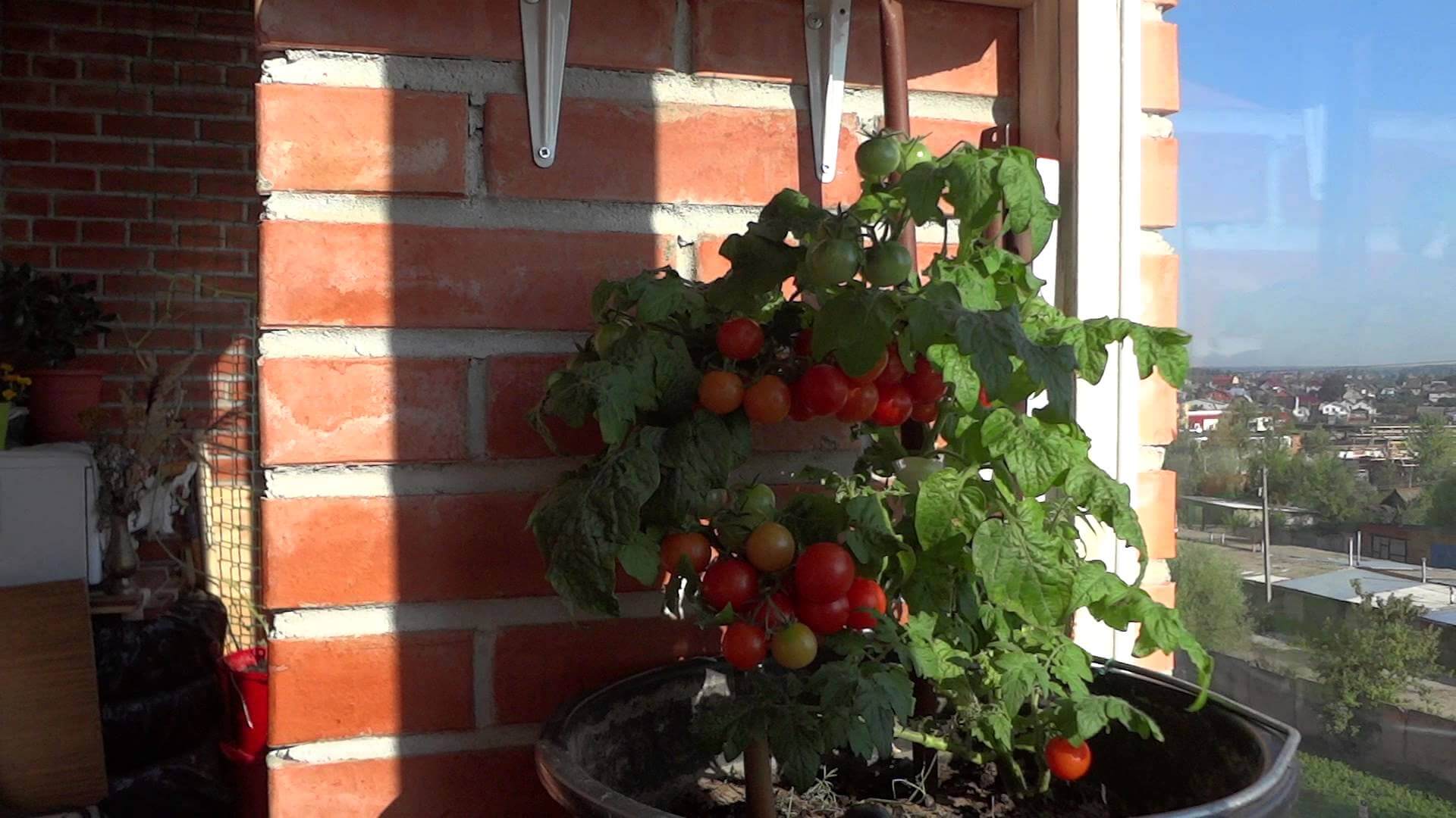 Самостоятельное пошаговое выращивание помидоров на балконе: подготовка земли, посев семян, уход