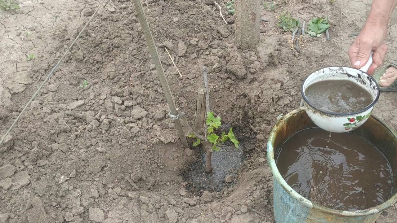 Подкормка томатов и огурцов куриным пометом. Подкормка помидоров куриным пометом. Подкормка винограда пометом. Защита саженцев винограда от кур и собак. Когда кормить томаты куриным пометом.