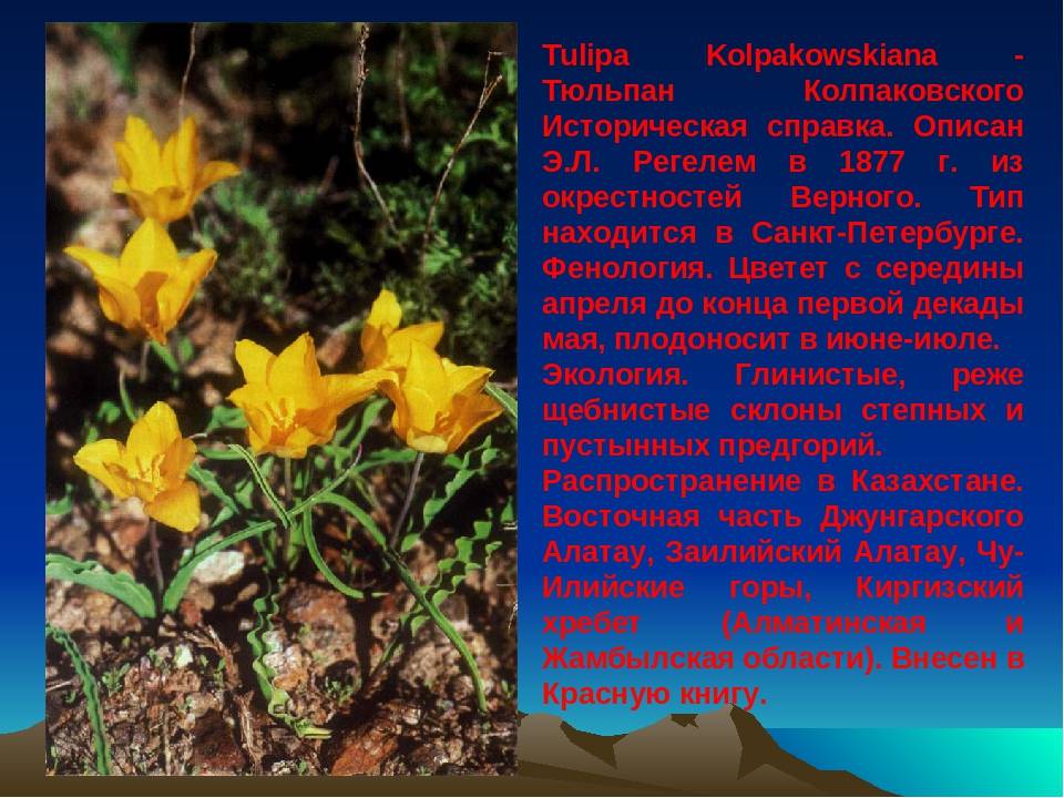 Тюльпан биберштейна: фото и описание, красная книга
