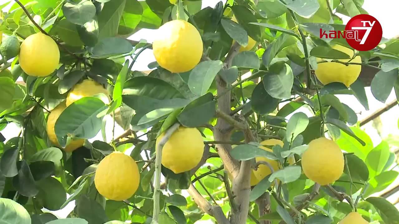 Лимон ташкентский описание