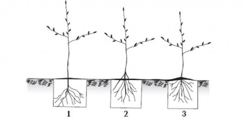 ✅ как посадить персик: схема посадки саженцев, выращивание и правильный уход
