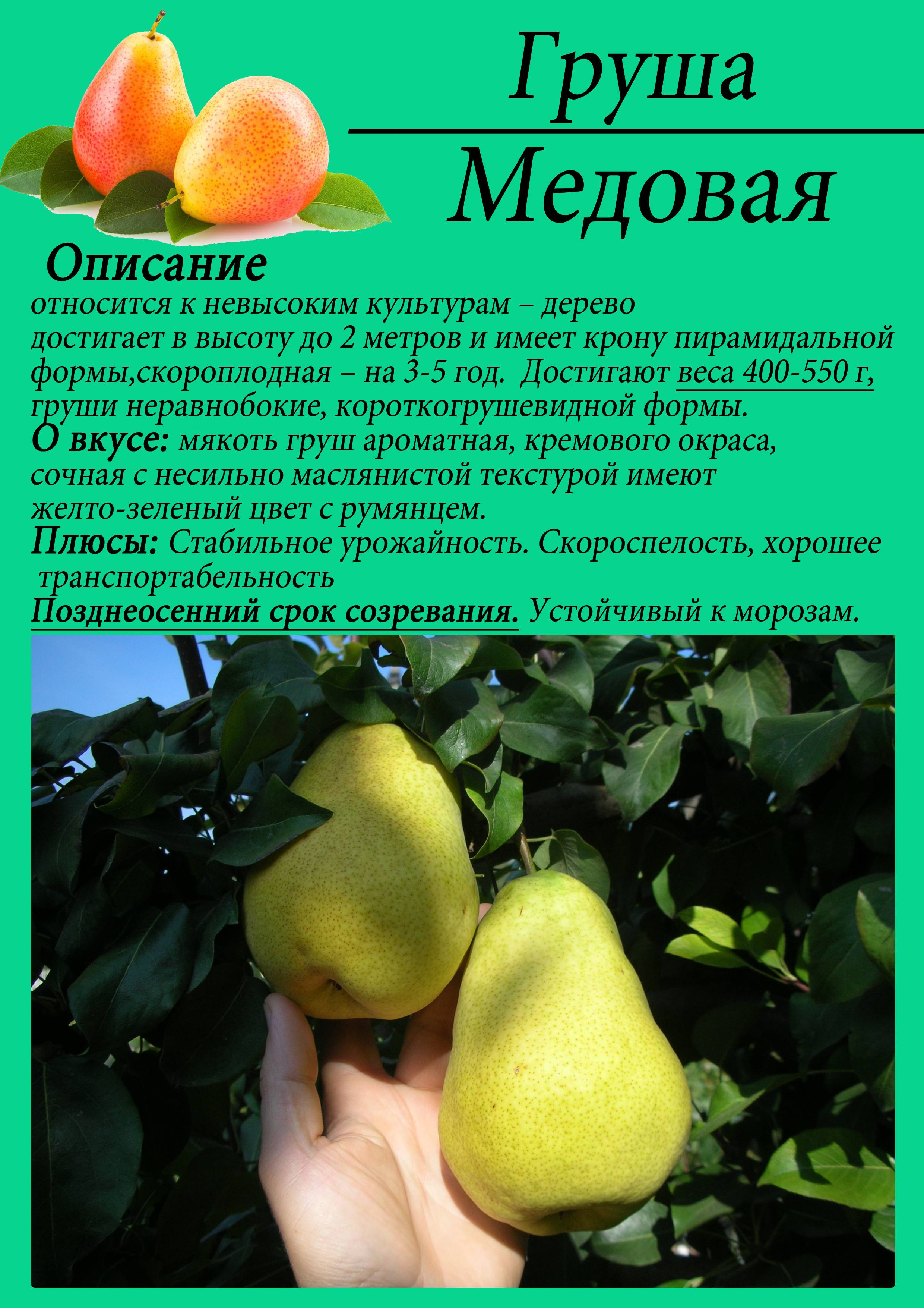 Груша медовая описание сорта фото отзывы