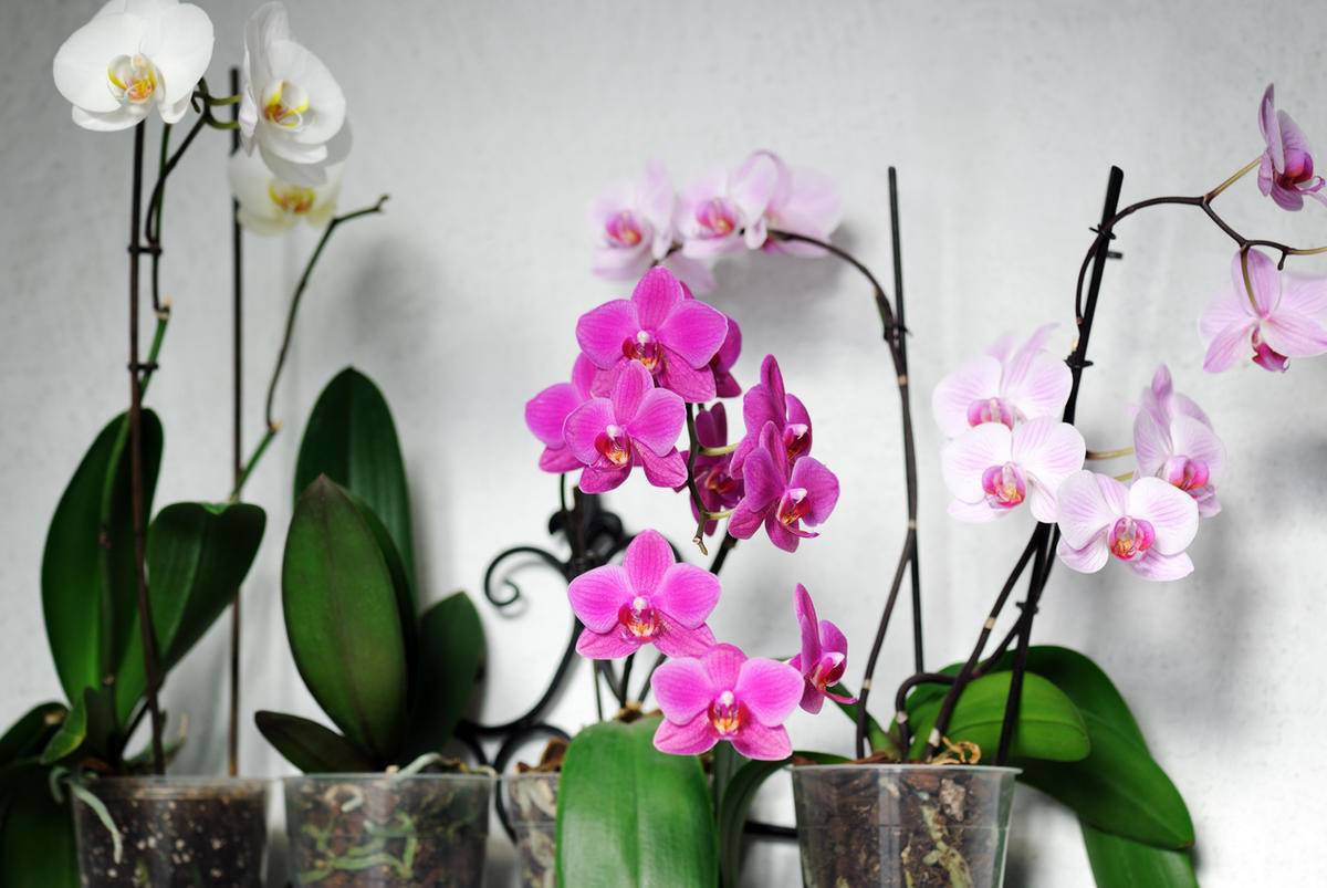 Основные причины, почему не цветут орхидеи?