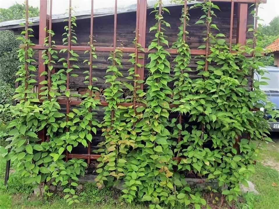 Лимонник китайский посадка и уход в подмосковье, фото, размножение и выращивание, удобрения и подкормка