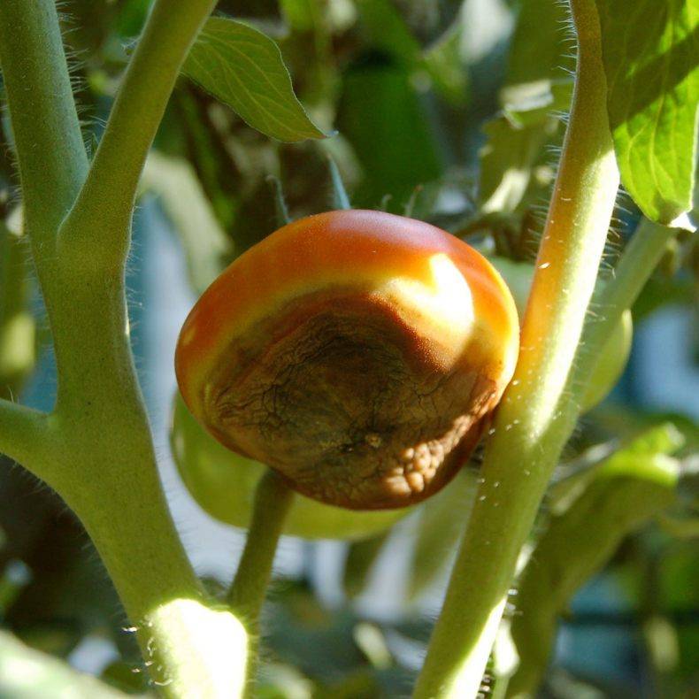 Находим причину и эффективно боремся с ней: что делать, если помидоры чернеют снизу и как предотвратить проблему