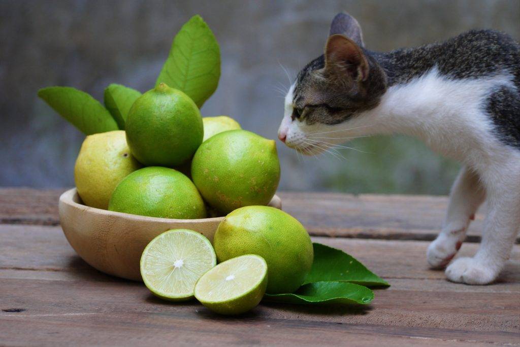 Запах цитрусовых для кошек