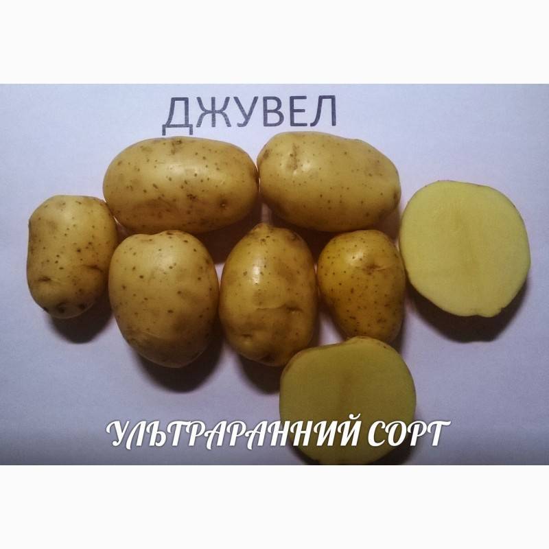 Картофель Джувел
