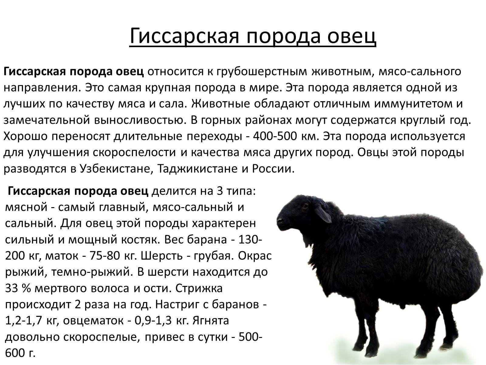 Ближайшие предки домашней овцы: как называются, где распространены дикие животные