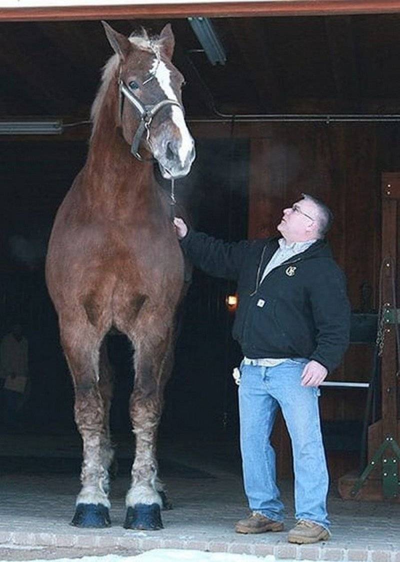 Самая большая лошадь в мире, самые крупные породы