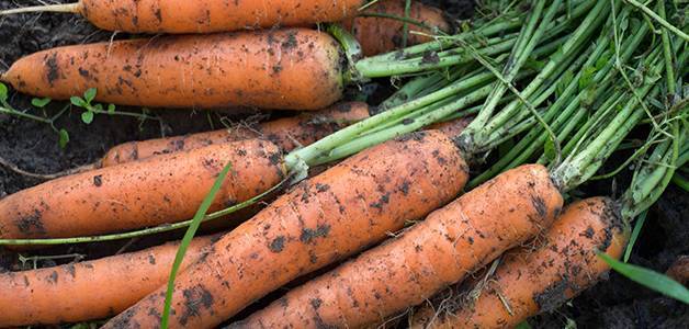 Когда и как сеять (сажать) морковь семенами в открытом грунте, чтобы не прореживать?