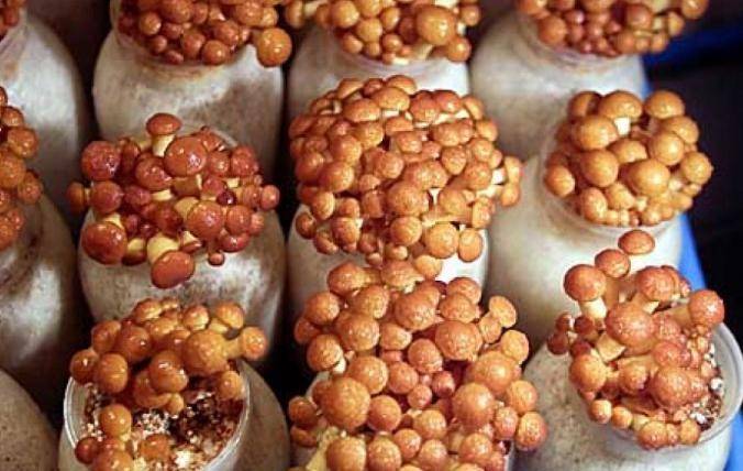 Выращивание белых грибов в домашних условиях на приусадебном участке: пошаговая инструкция