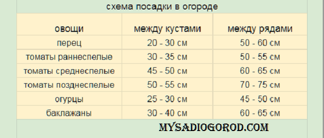 Схема посадки перца в открытый грунт рассадой весной