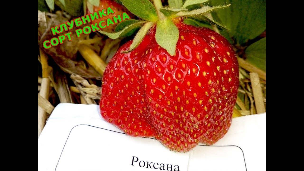 Клубника роксана фото